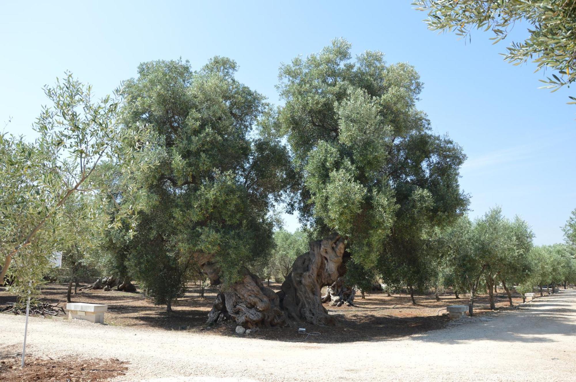 Agriturismo Masseria San Leonardo Savelletri Eksteriør bilde